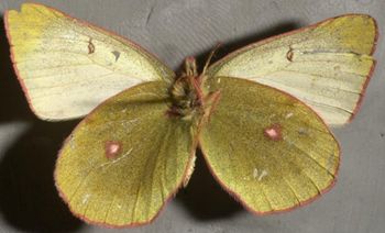 Media type: image;   Entomology 5082 Aspect: habitus ventral view